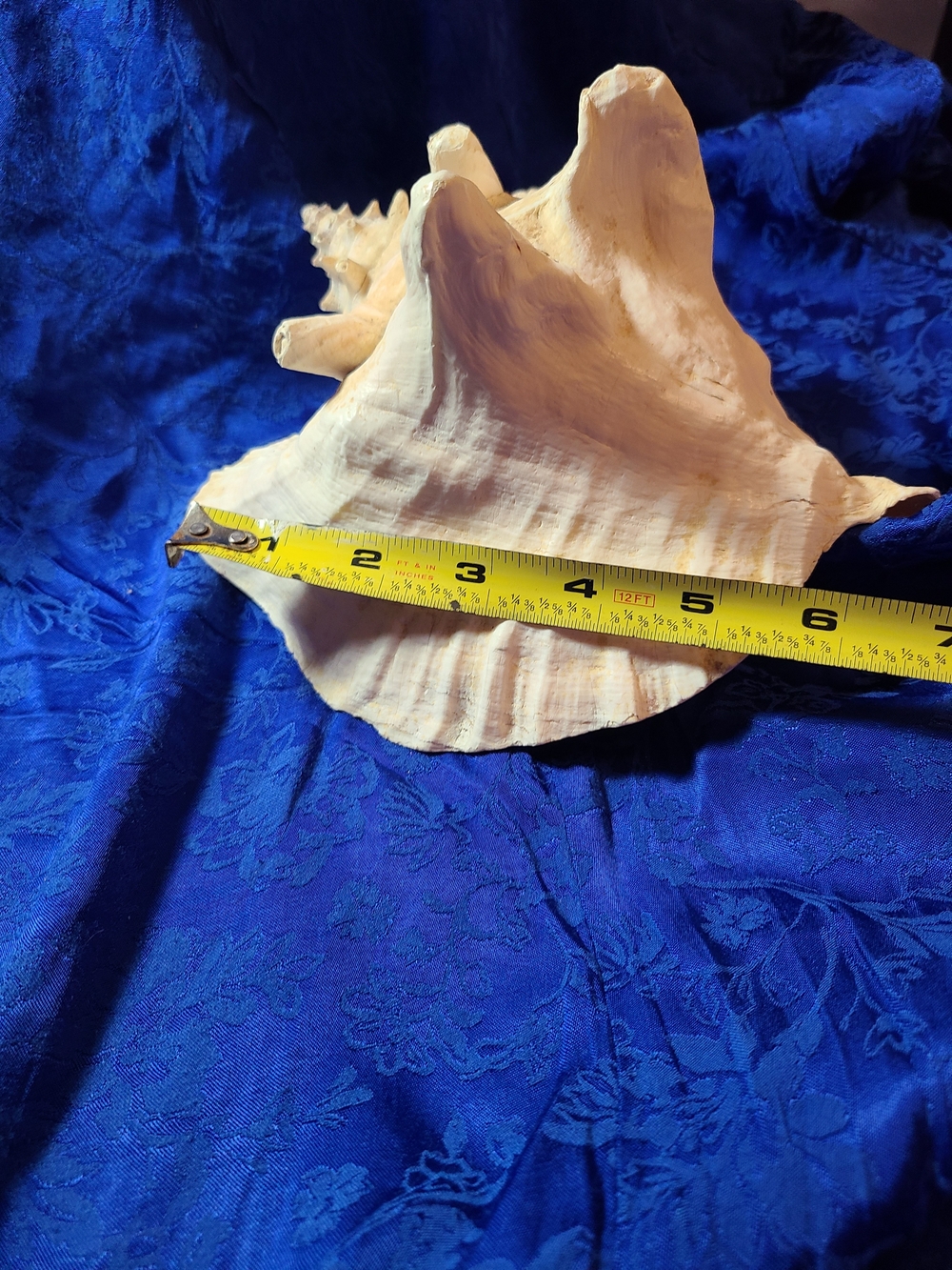 Vintage White Conch Shell Accent - Picture 6 of 9